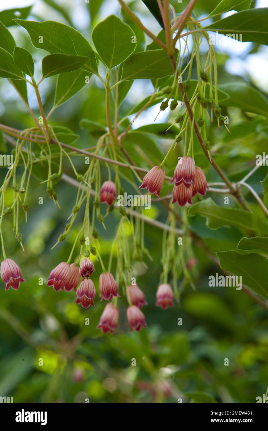 Enkianthus deflexus Stock Photo