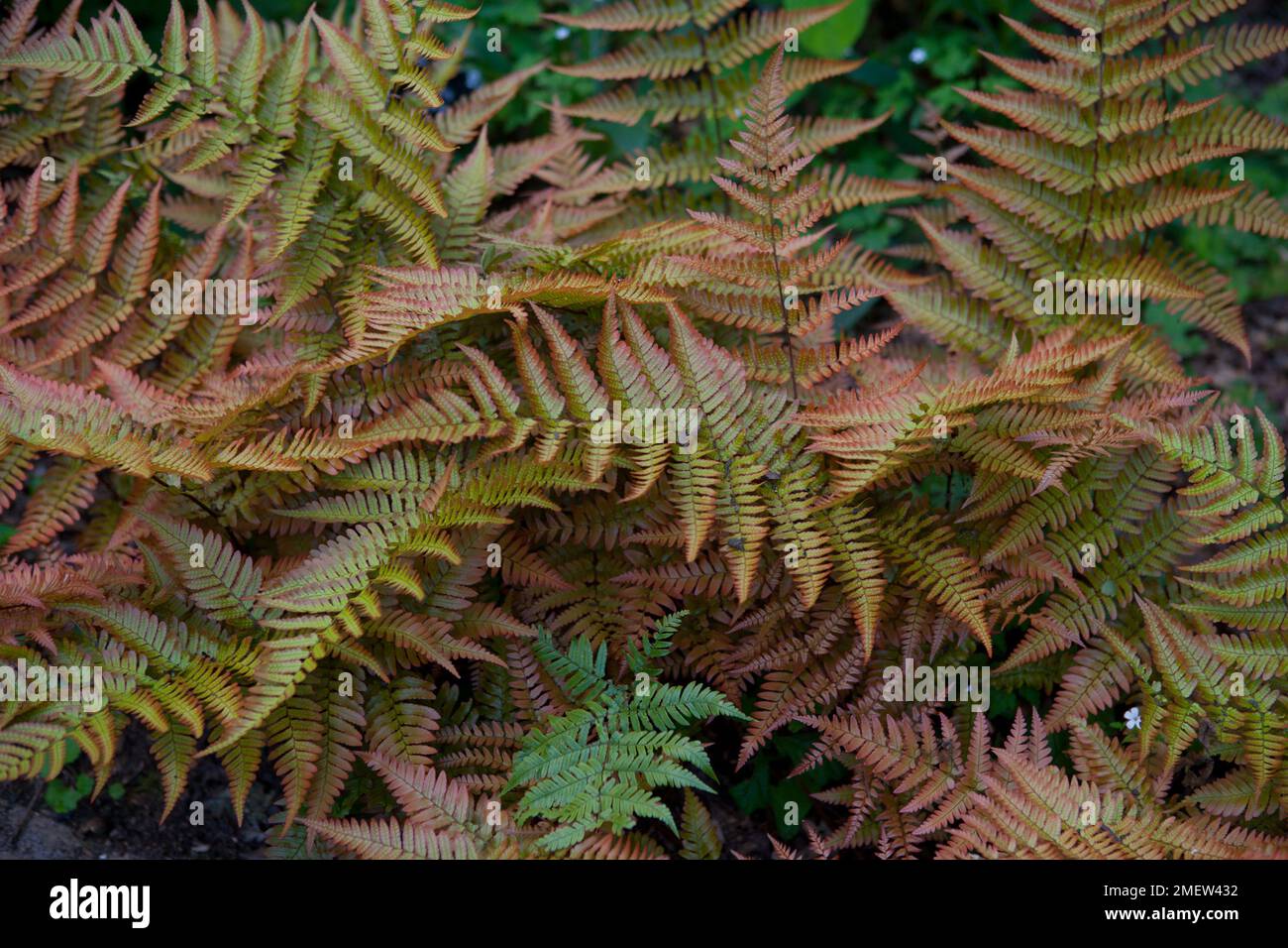 Dryopteris erythrosora 'Brilliance' Stock Photo