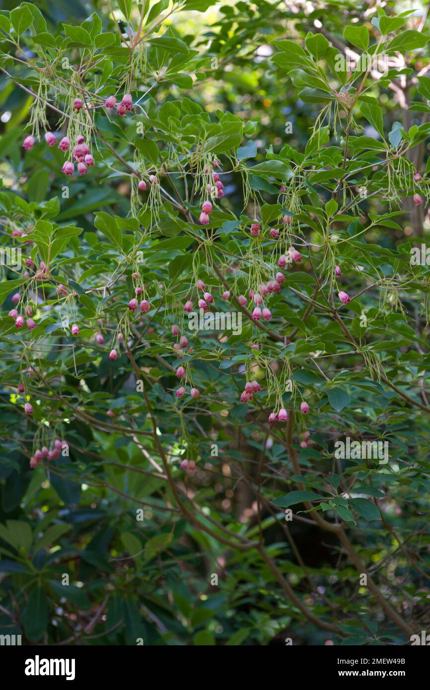 Enkianthus deflexus Stock Photo