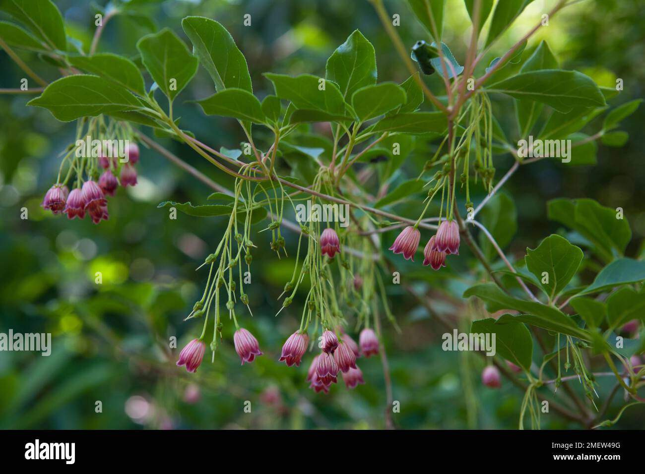 Enkianthus deflexus Stock Photo