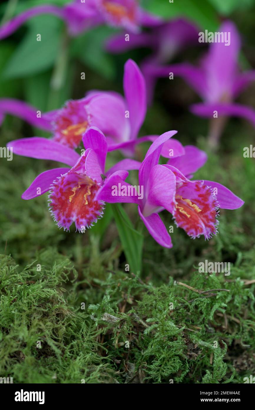 Pleione Taal gx 'Red-tailed Hawk' Stock Photo