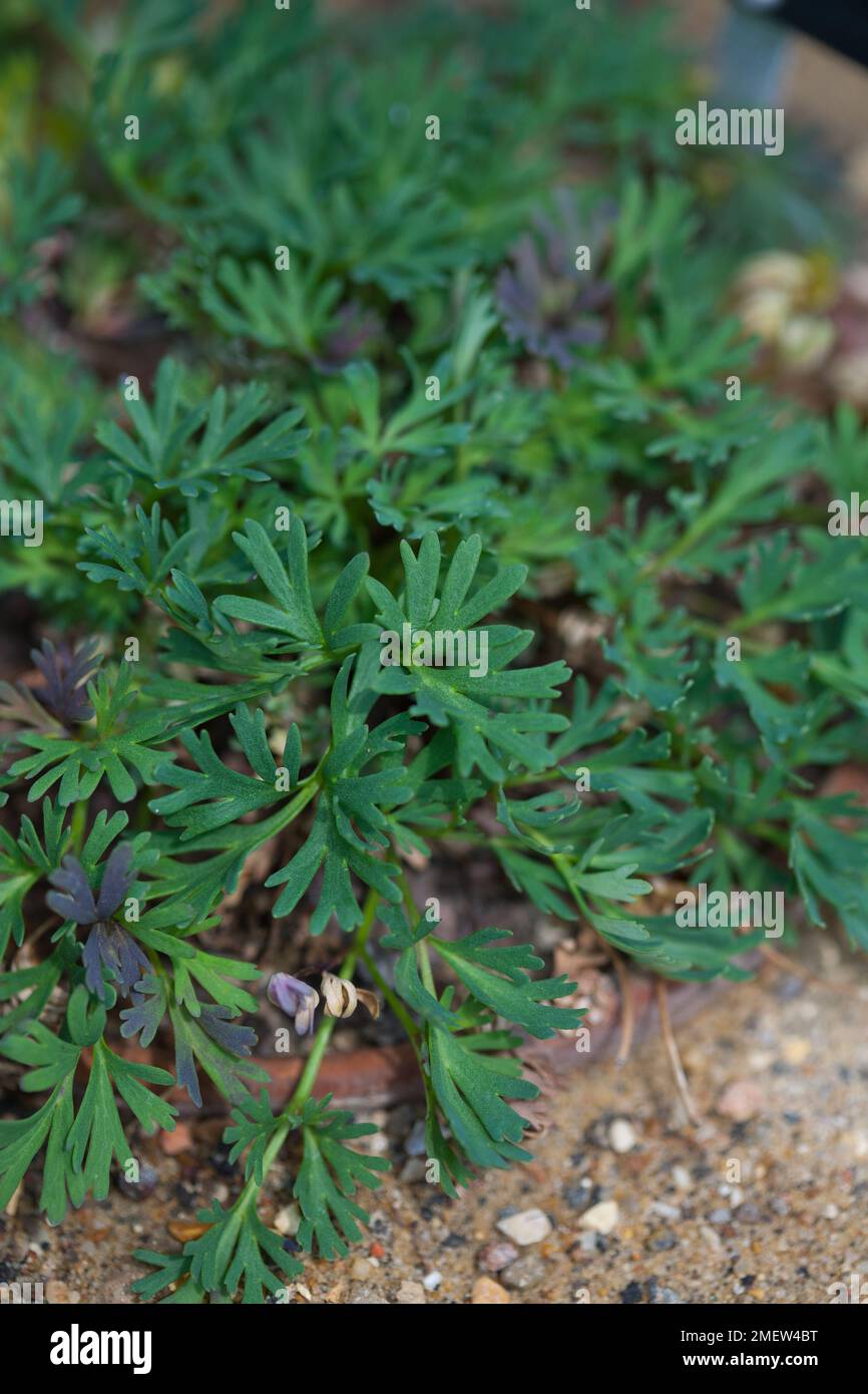 Callianthemum anemonoides Stock Photo