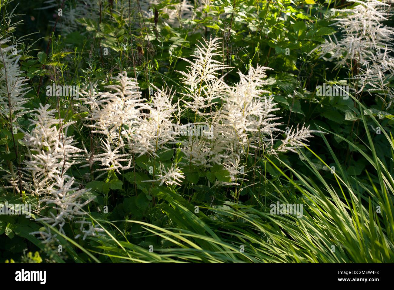 Aruncus dioicus Stock Photo