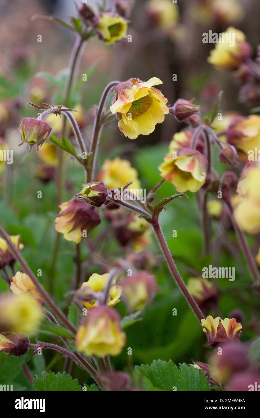 Geum 'Rusty Young' Stock Photo