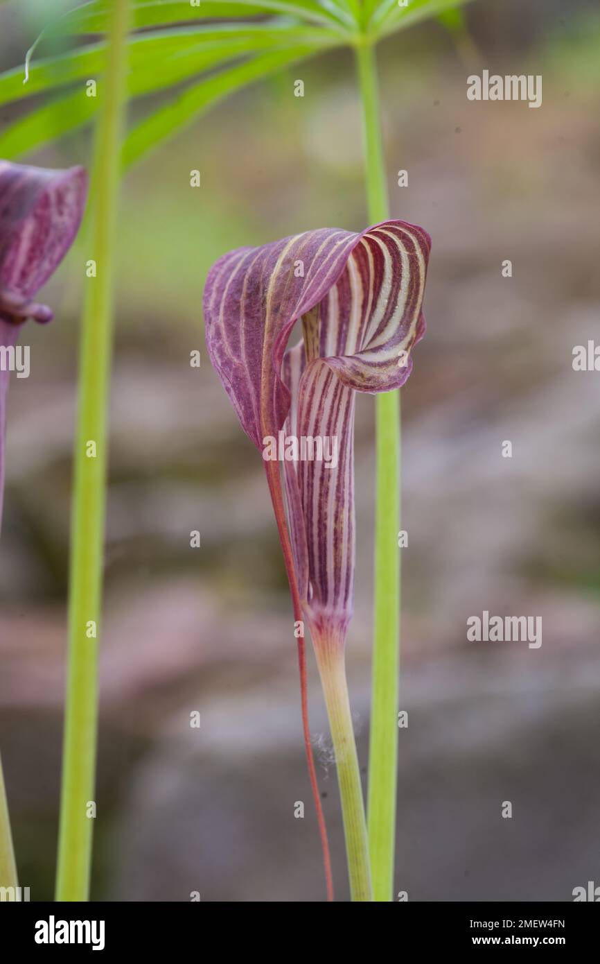Arisaema ciliatum var liubaense Stock Photo