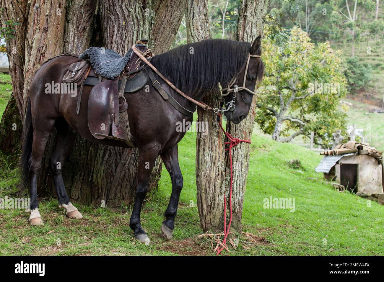 Majestic black horse hi-res stock photography and images - Alamy