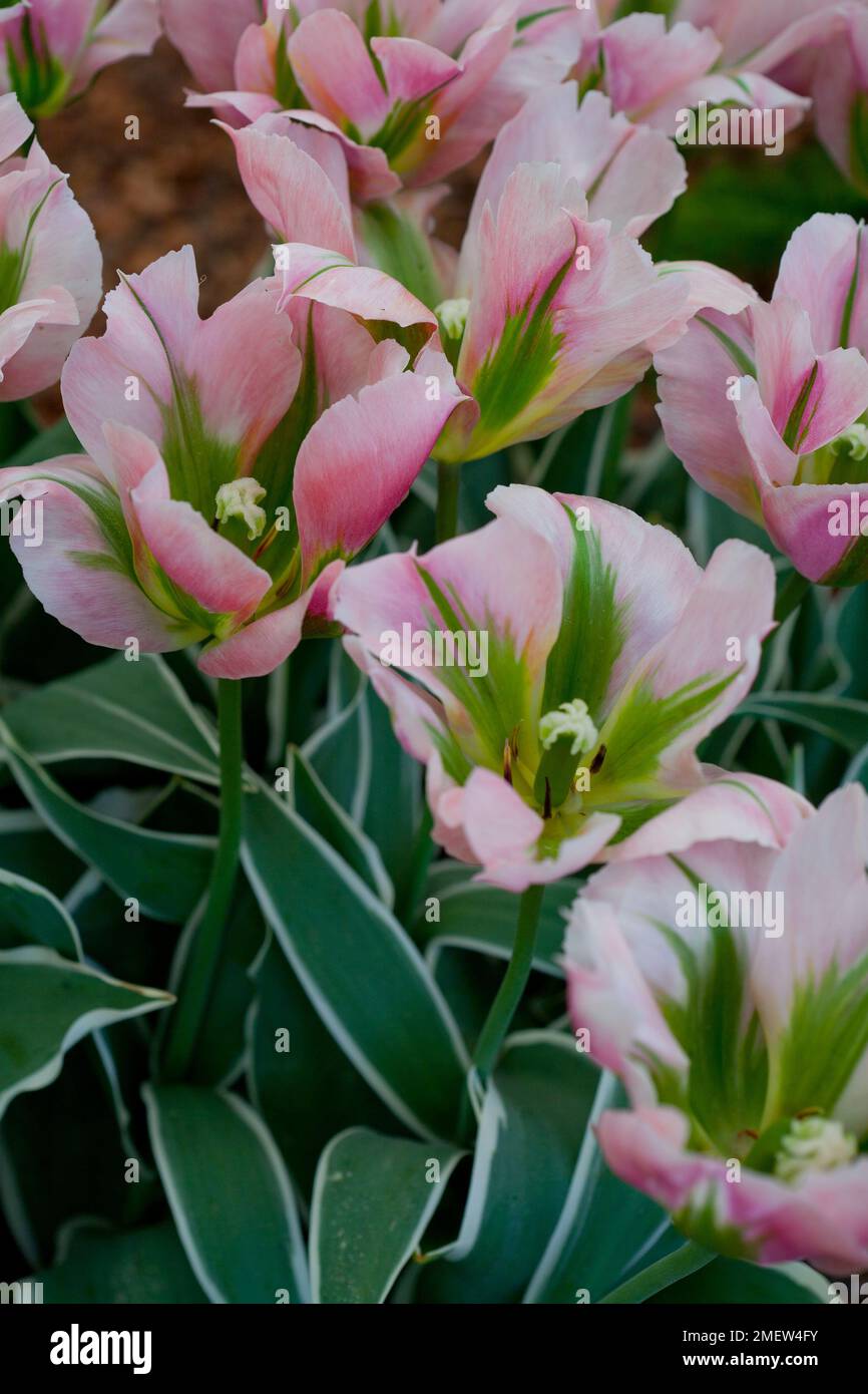 Tulip 'China Town' Stock Photo
