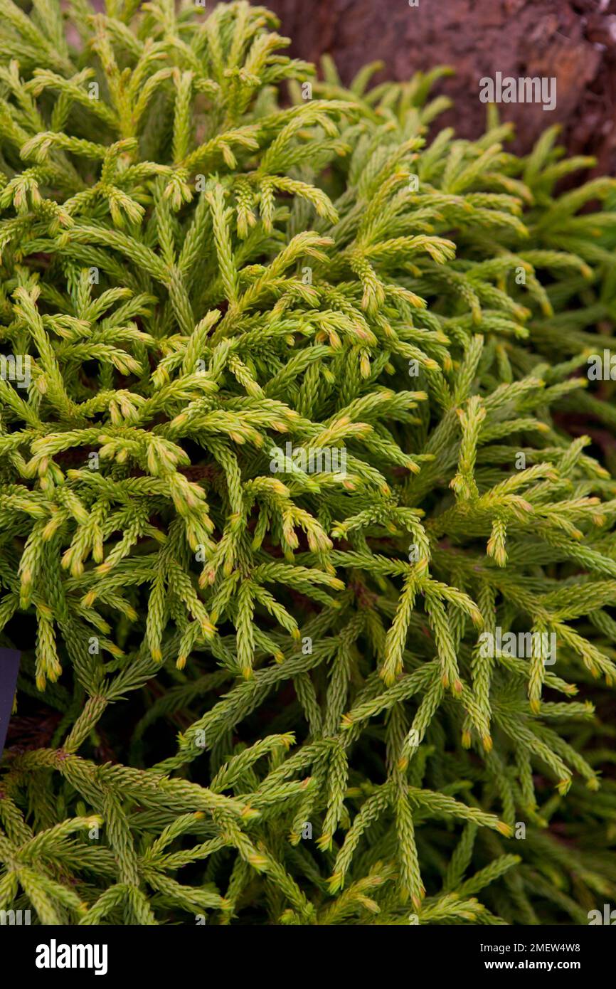 Cryptomeria Japonica 'Spiralis' Stock Photo