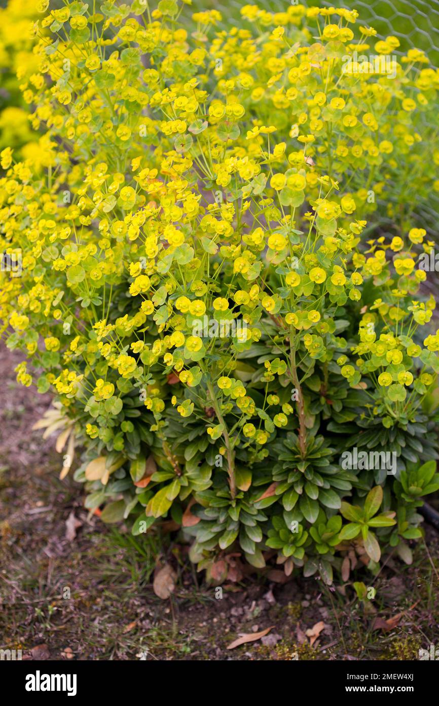 Euphorbia amygdaloides var robbia Stock Photo