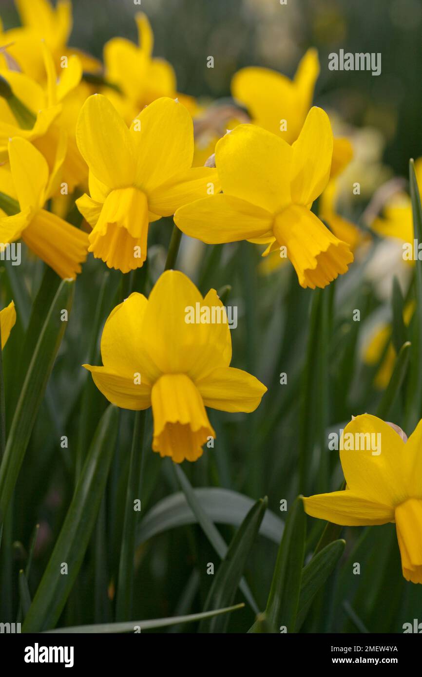 Narcissus 'Skaters Waltz' Stock Photo