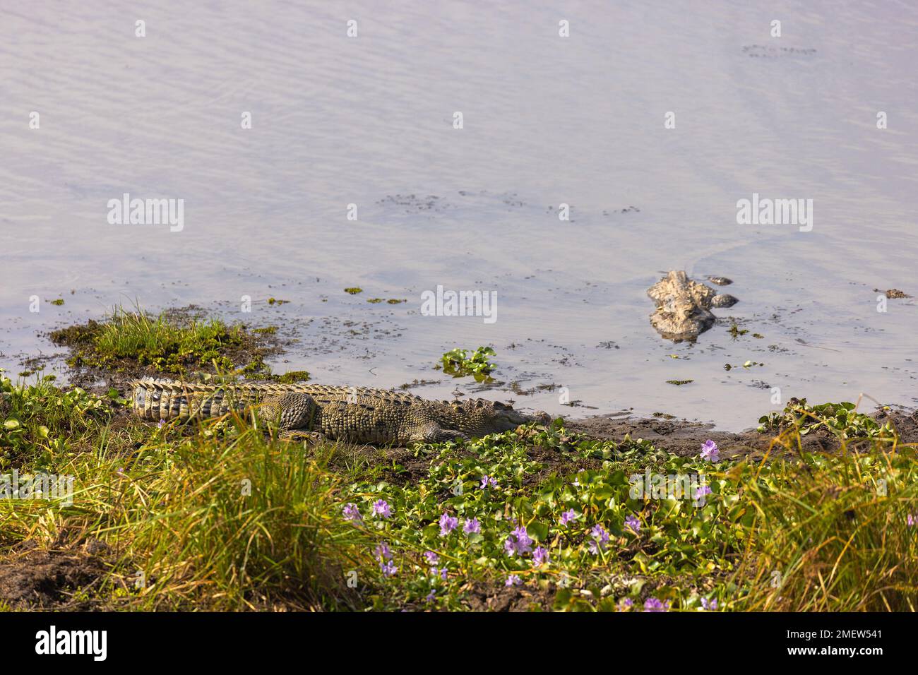 The Siamese crocodile (Crocodylus siamensis) on a Bau Sau (Crocodile Lake), Nam Cat Tien National Park, Vietnam Stock Photo