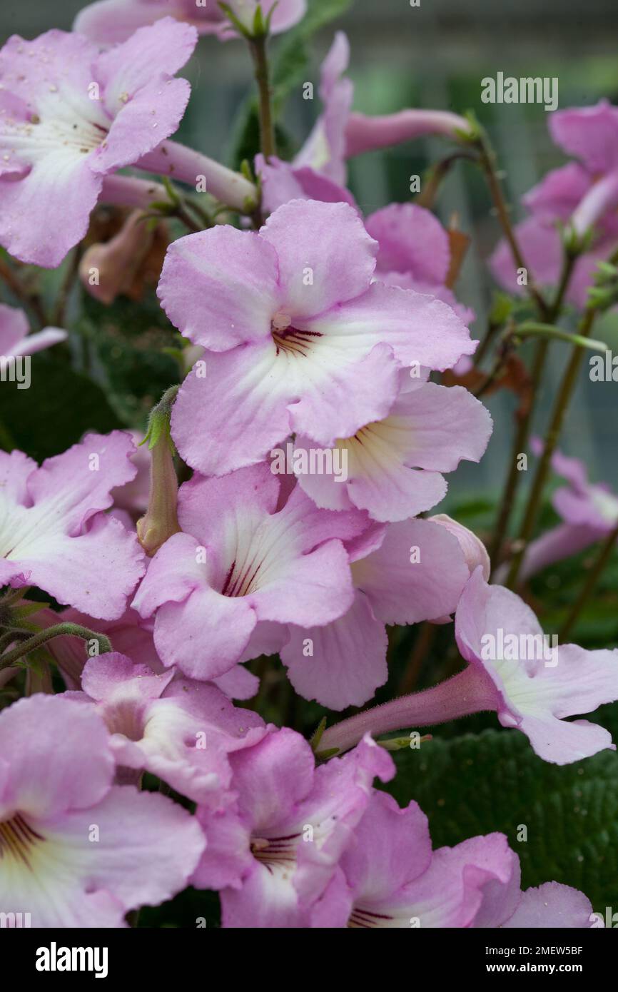 Streptocarpus 'Hannah' Stock Photo