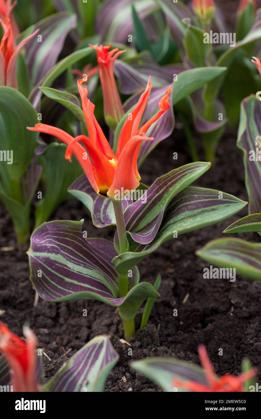 Rigas barikades hi-res stock photography and images - Alamy