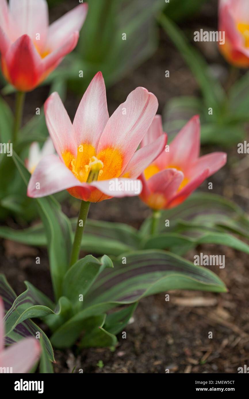 Tulipa 'Heart's Delight' Stock Photo