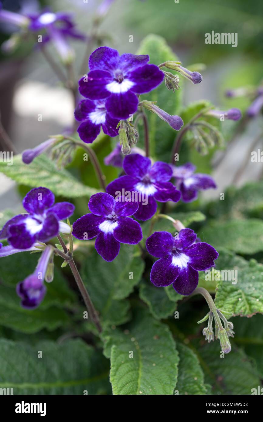 Streptocarpus 'Kim' Stock Photo