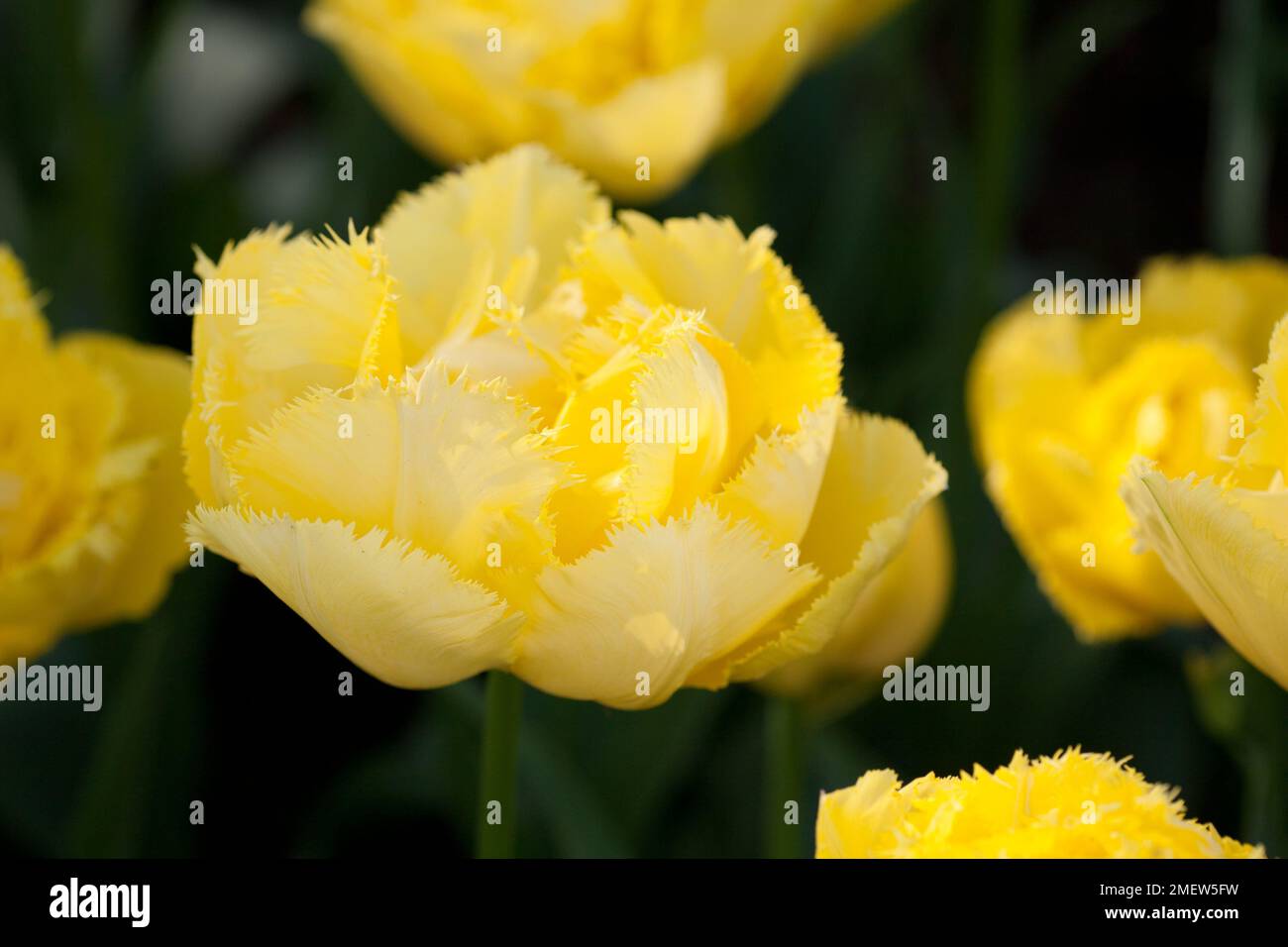 Exotic sun hi-res stock photography and images - Alamy