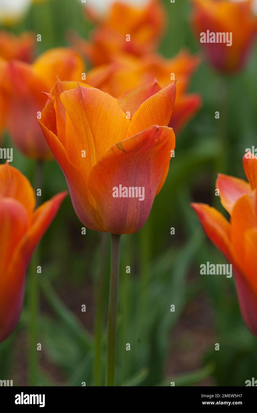 Tulipa 'Request' Stock Photo