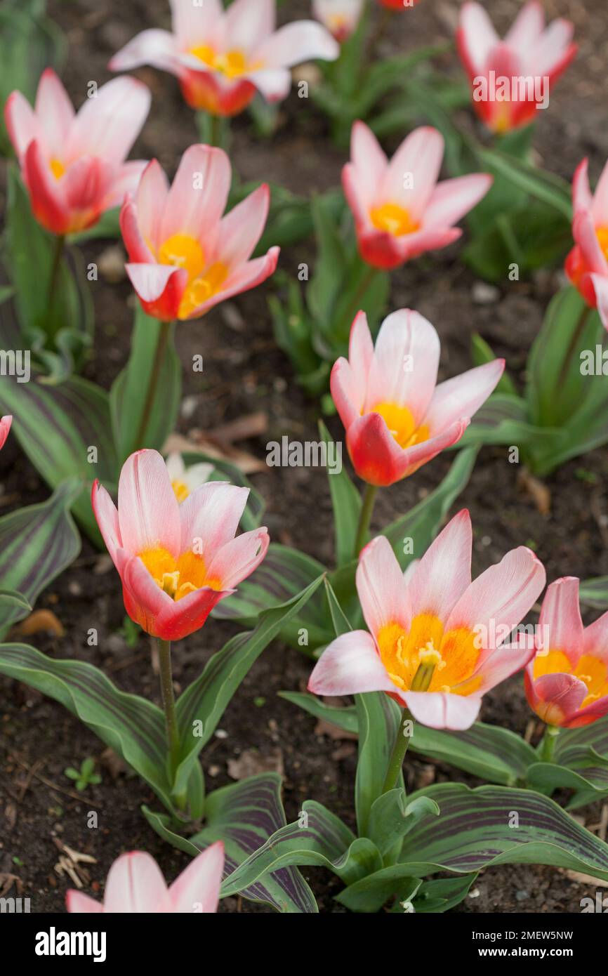 Tulipa 'Heart's Delight' Stock Photo