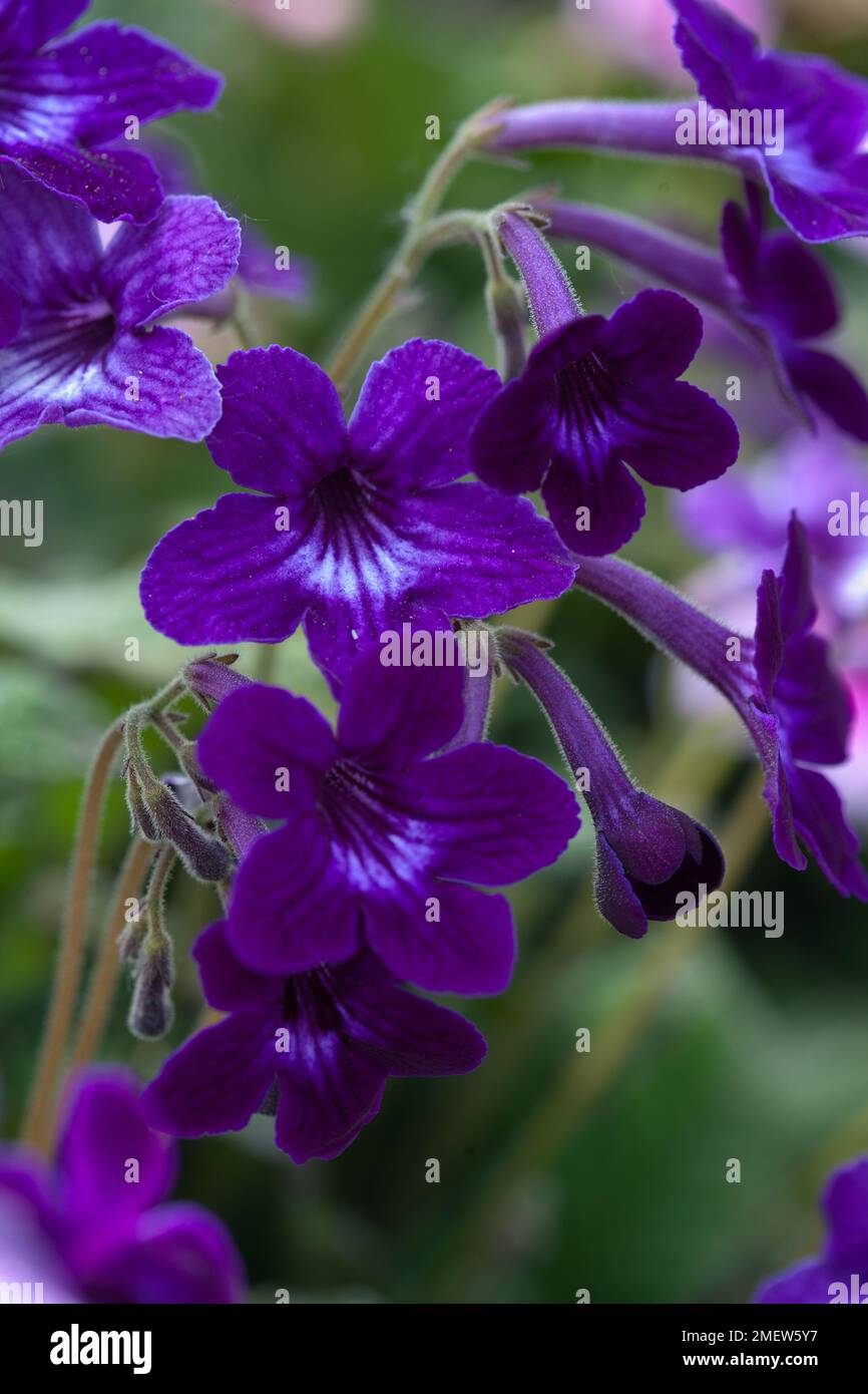 Streptocarpus 'Crystal Wonder' Stock Photo