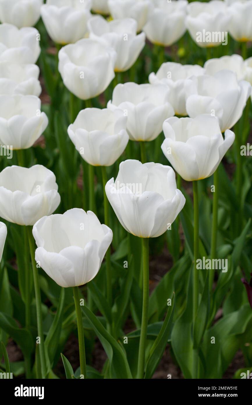Tulipa 'Angels Wish' Stock Photo