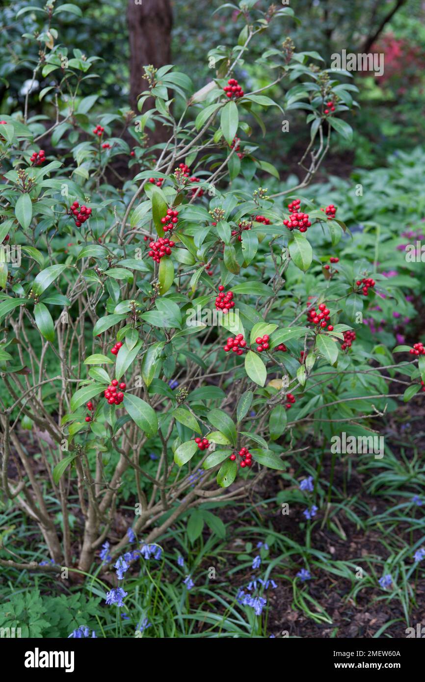 Skimmia japonica subsp. reevesiana 'Chilan Choice' Stock Photo