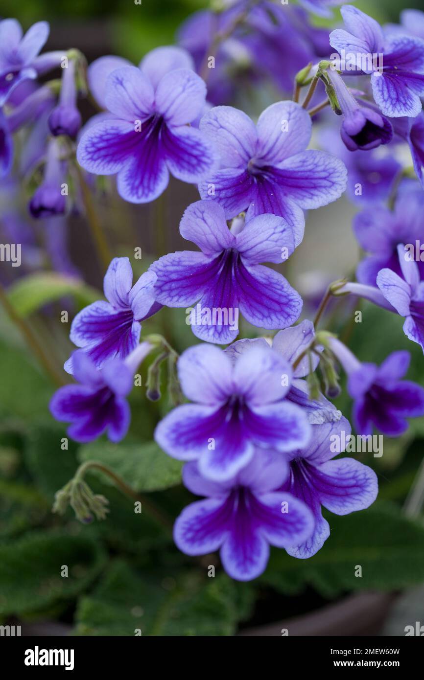 Streptocarpus 'Carys' Stock Photo