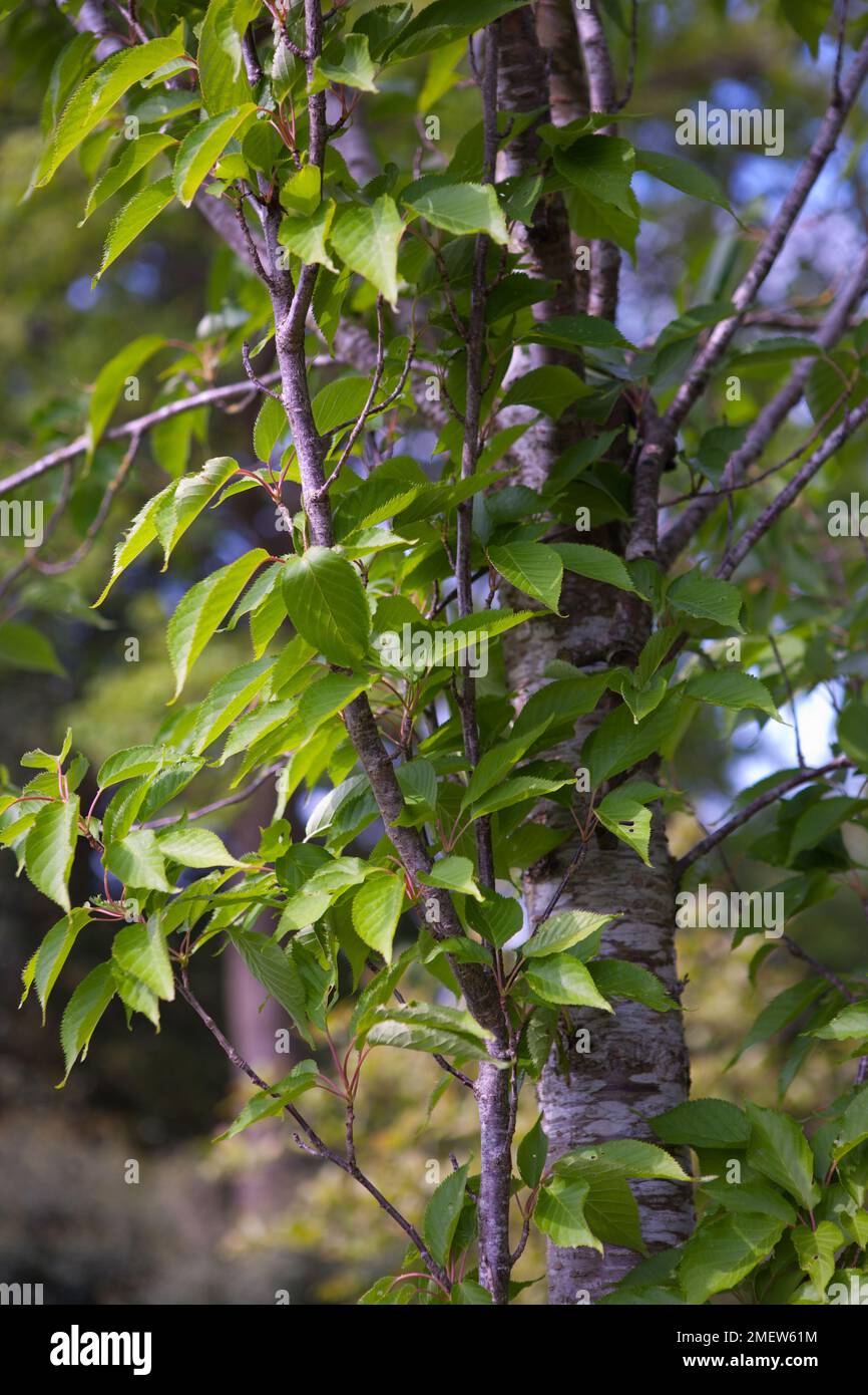 Prunus 'Sunset Boulevard' Stock Photo
