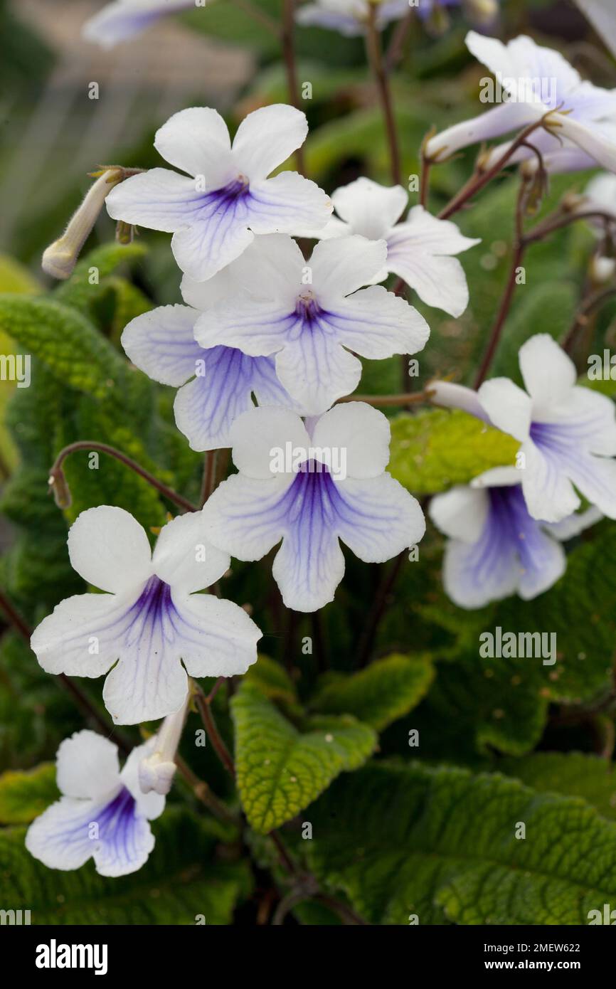 Streptocarpus 'Crystal Ice' Stock Photo