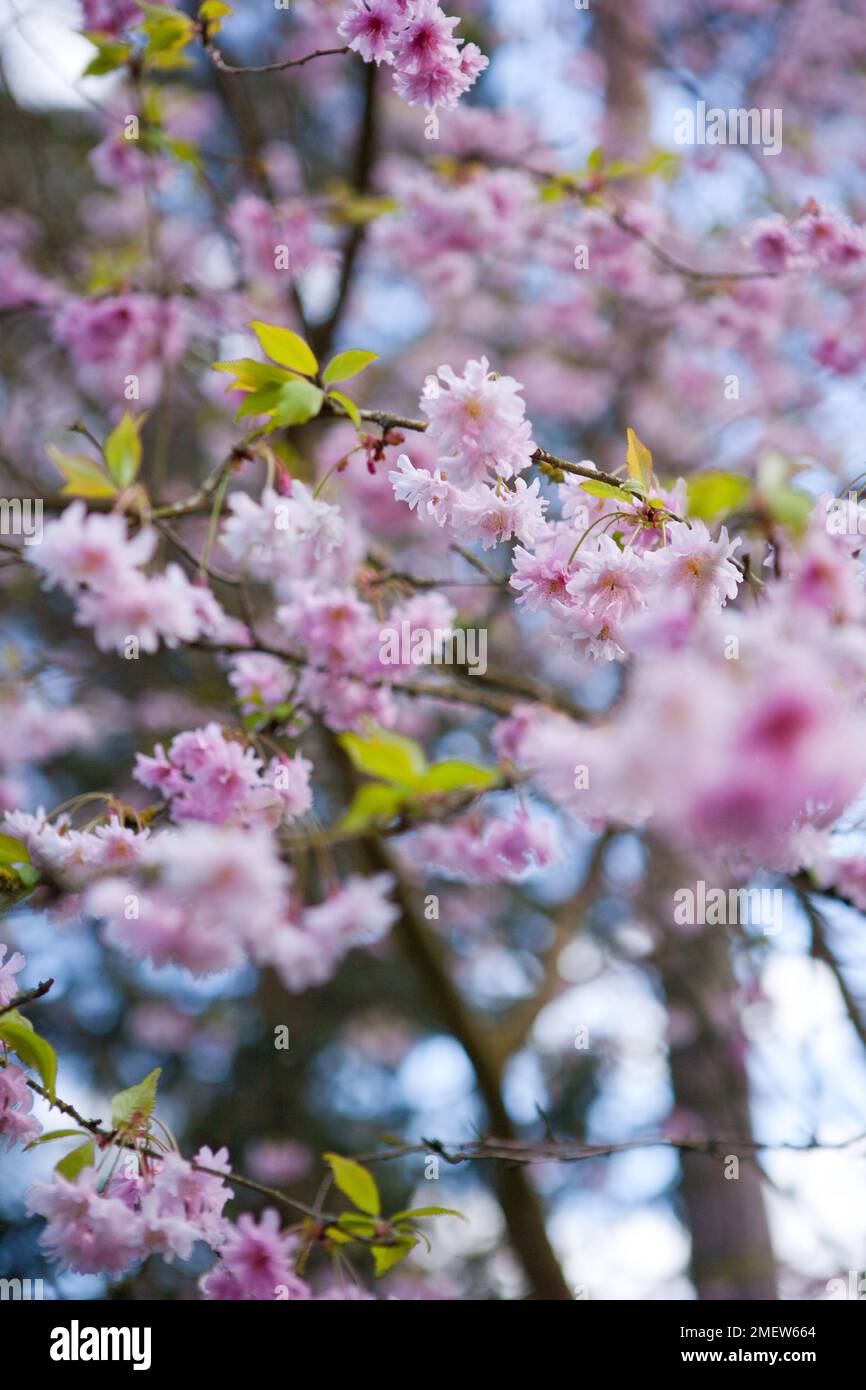 Prunus incisa 'Oshidori' Stock Photo