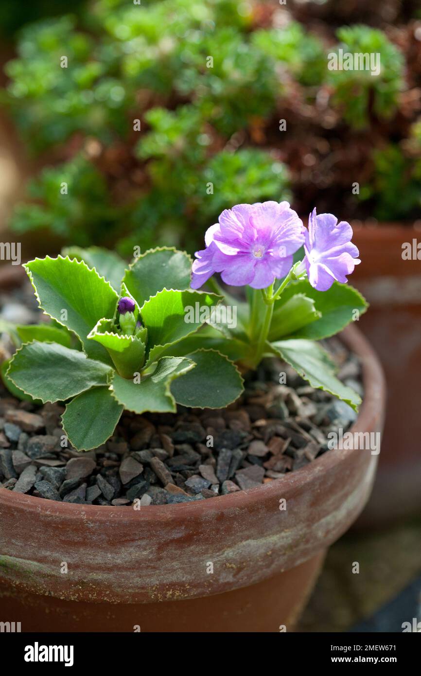 Primula 'Hyacinthia' Stock Photo