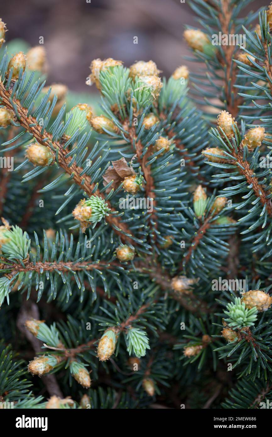 Picea pungens 'Globosa' Stock Photo
