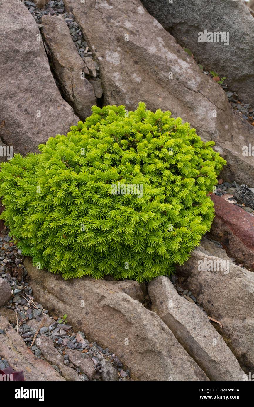 Picea abies 'Little Gem' Stock Photo