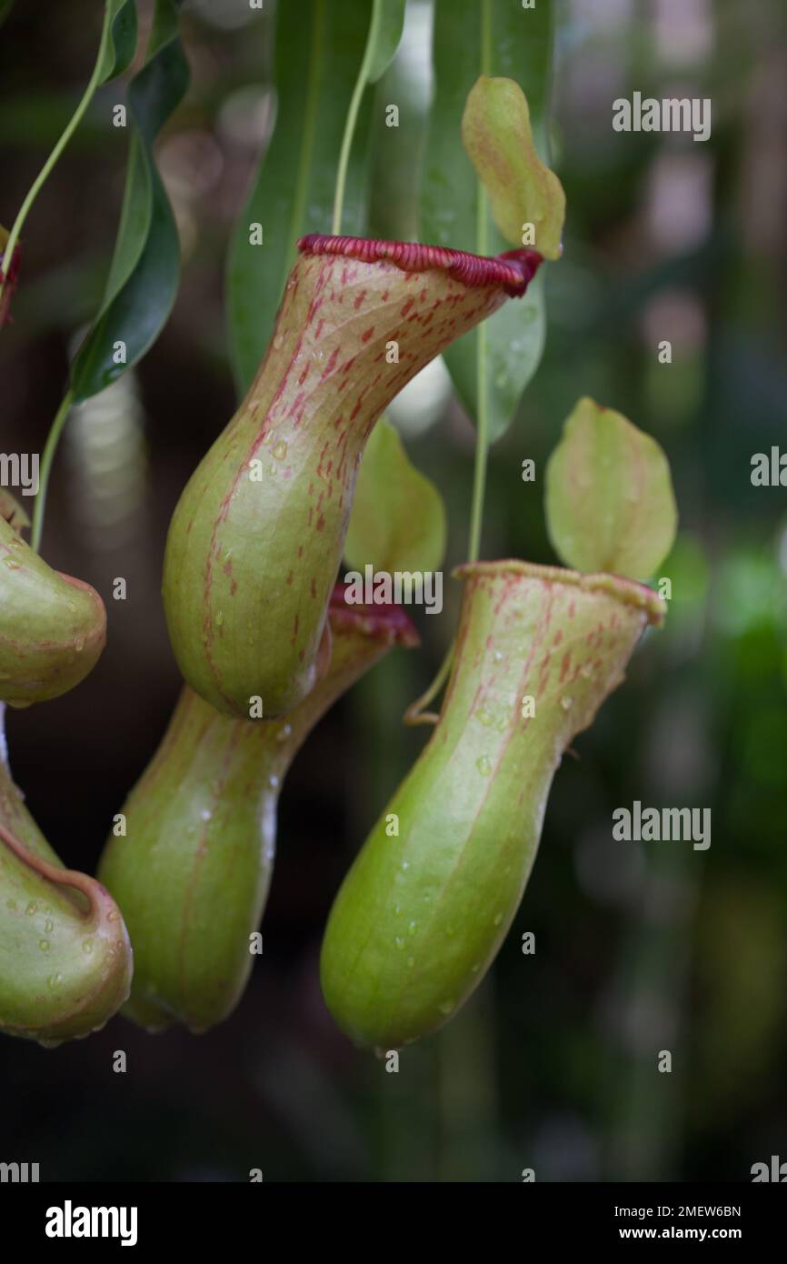 Nepenthes inermis   ventricosa Stock Photo