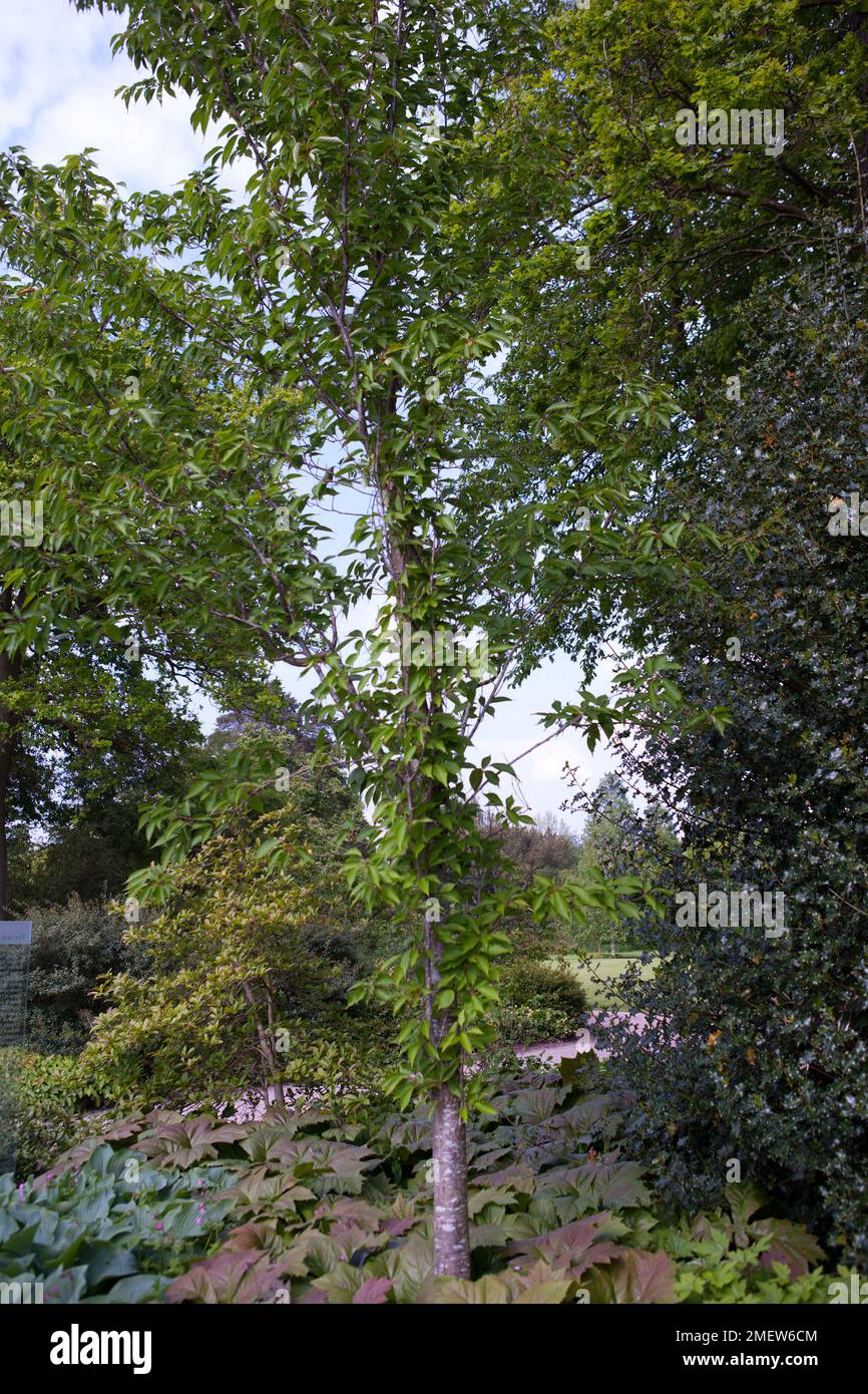 Prunus 'Sunset Boulevard' Stock Photo