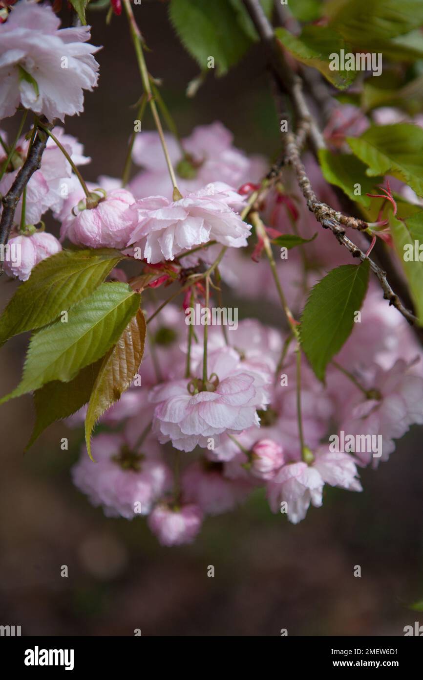 Prunus 'Matsumae-hanagasa' Stock Photo