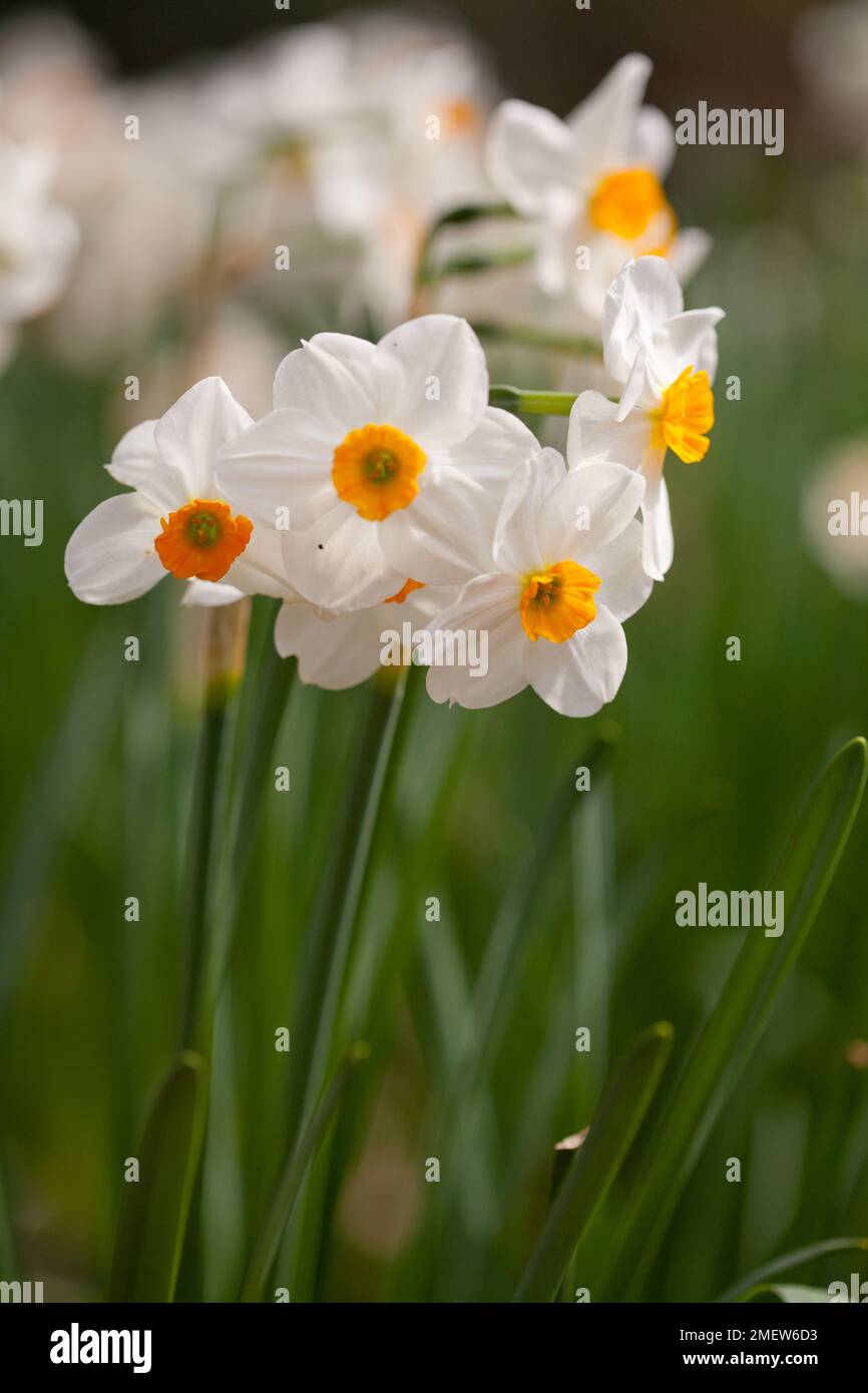 Narcissus 'Geranium' Stock Photo