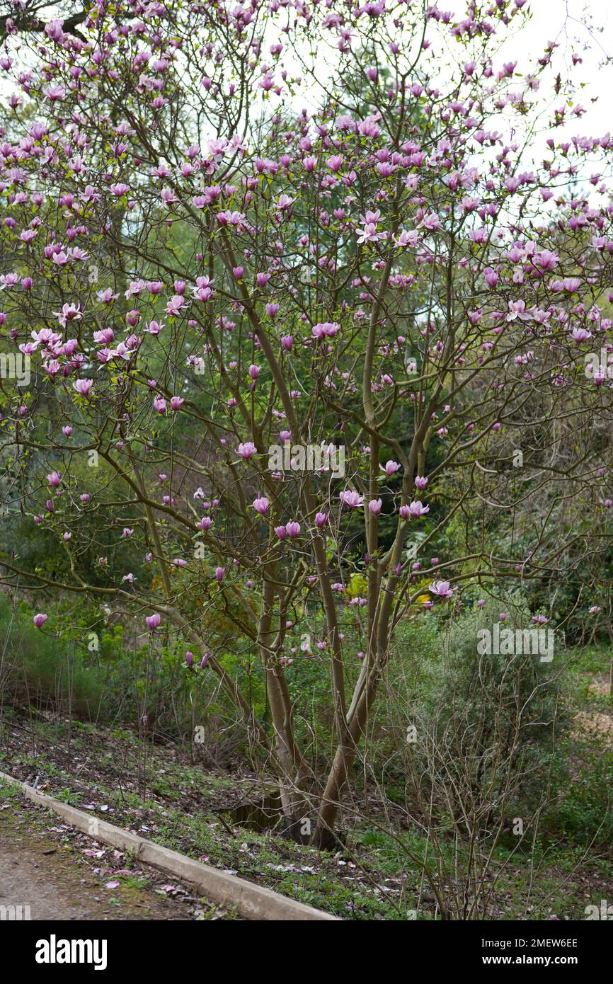 Magnolia 'Apollo' Stock Photo