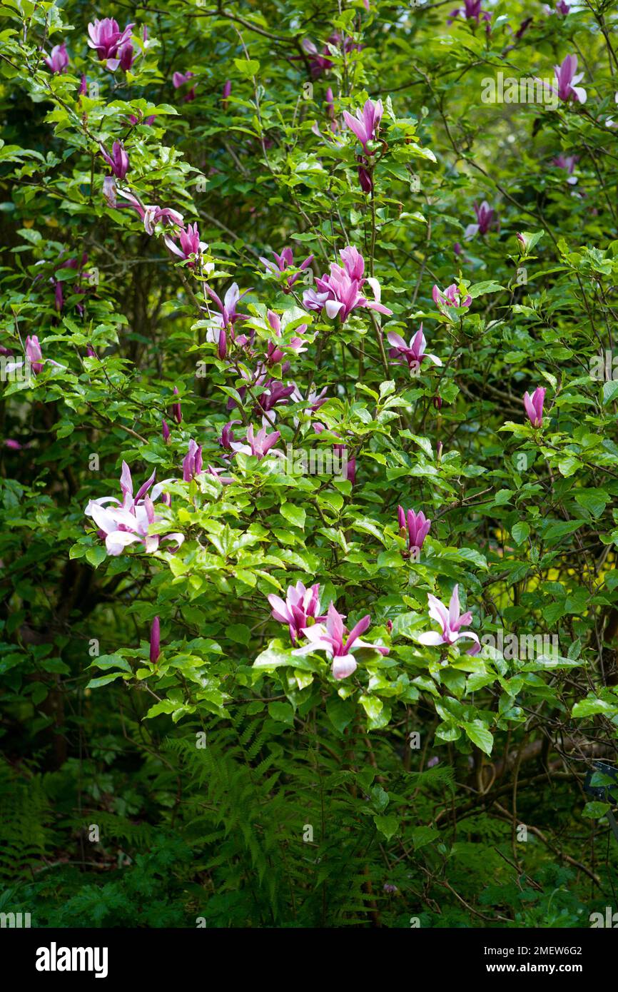 Magnolia liliiflora 'Nigra' Stock Photo