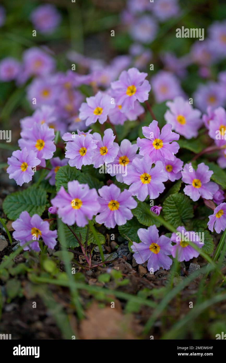 Primula 'Iris Mainwaring' Stock Photo