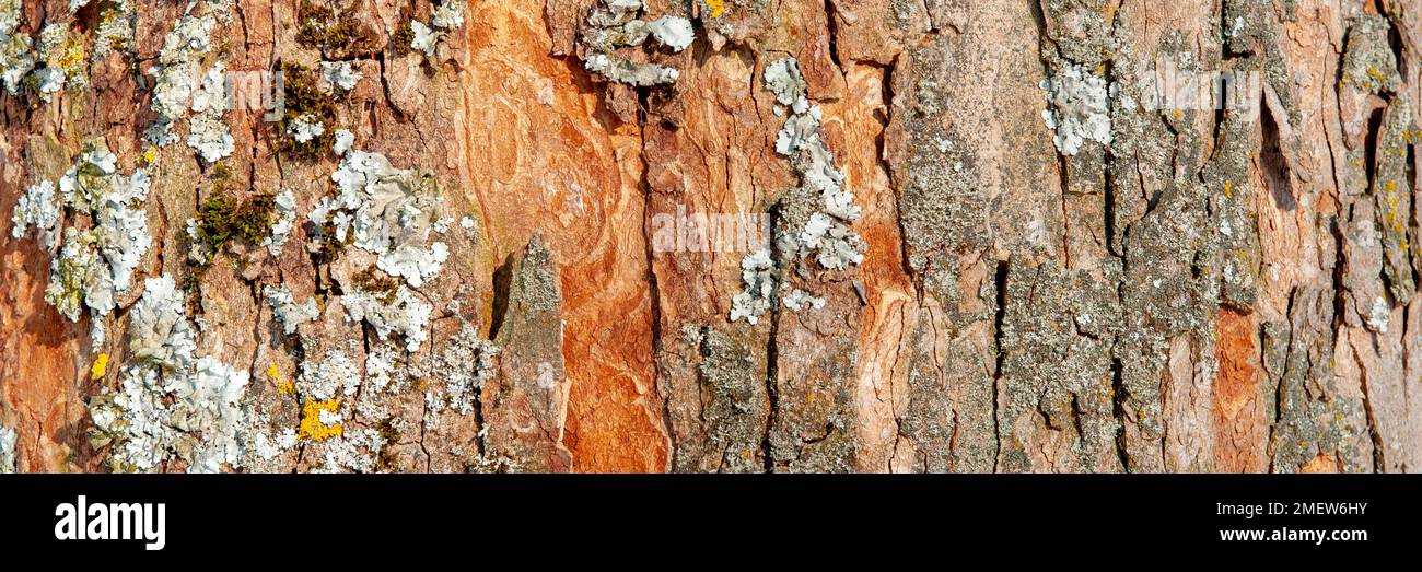 detail of maple tree Stock Photo