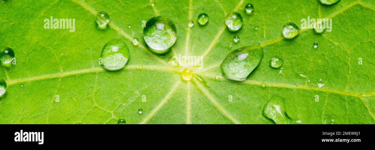 Drops of water pearl off a leaf with a lotus effect Stock Photo
