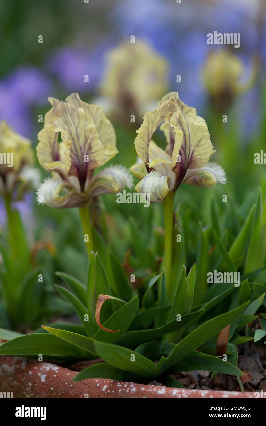 Iris attica lemon-flowered Stock Photo