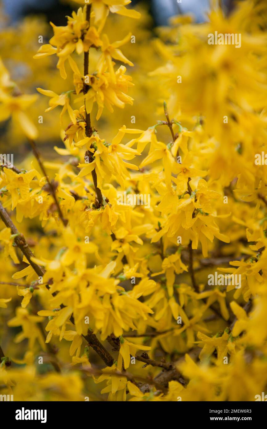 Forsythia x intermedia 'Spring Glade' Stock Photo