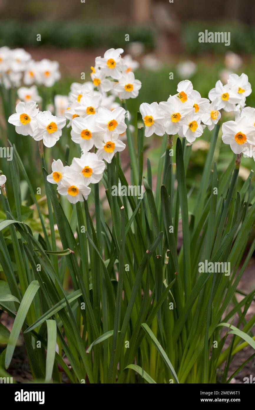 Narcissus 'Geranium' Stock Photo