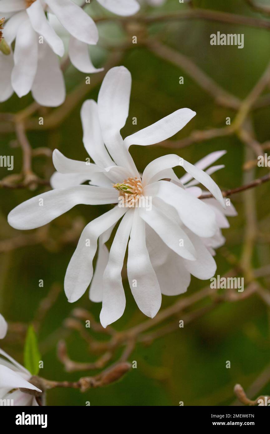 Magnolia stellata 'Rosea' Stock Photo