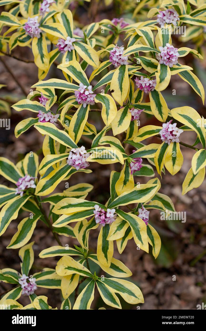 Daphne odora &lsquo;Mae-jima&rsquo; Stock Photo - Alamy