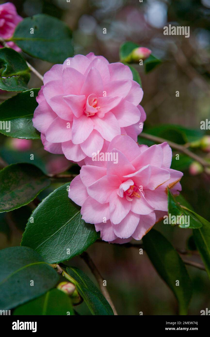 Camellia 'Spring Festival' Stock Photo