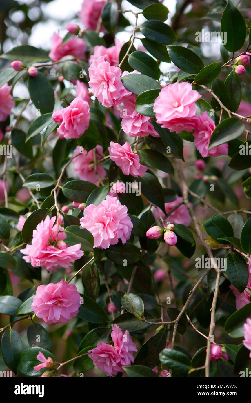 Camellia 'Spring Festival' Stock Photo - Alamy