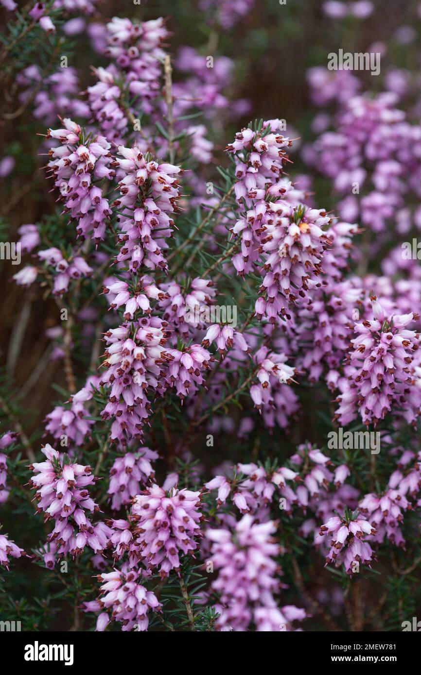 Erica erigena 'Brightness' Stock Photo