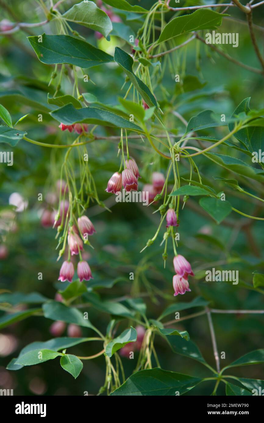 Enkianthus deflexus Stock Photo